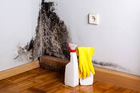 Best Mold Documentation for Insurance Claims  in Way, NE